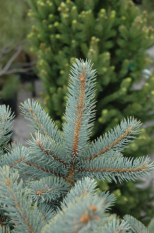 Bakeri Blue Spruce (Picea pungens 'Bakeri') at Dammann's Garden Company