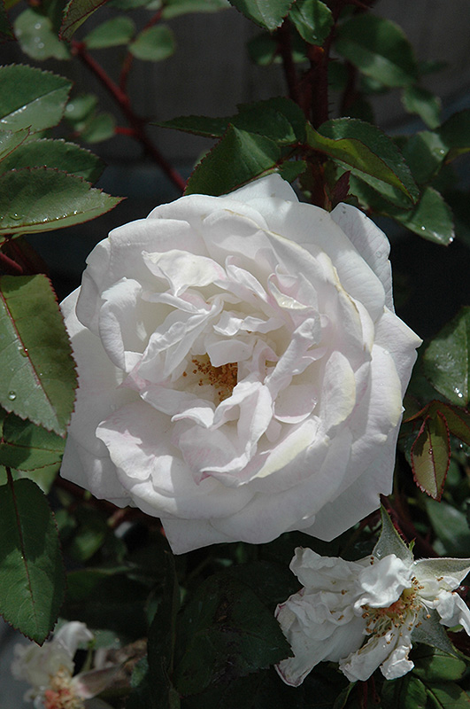 Milwaukee's Calatrava Rose (Rosa 'Radfragwhite') at Dammann's Garden Company