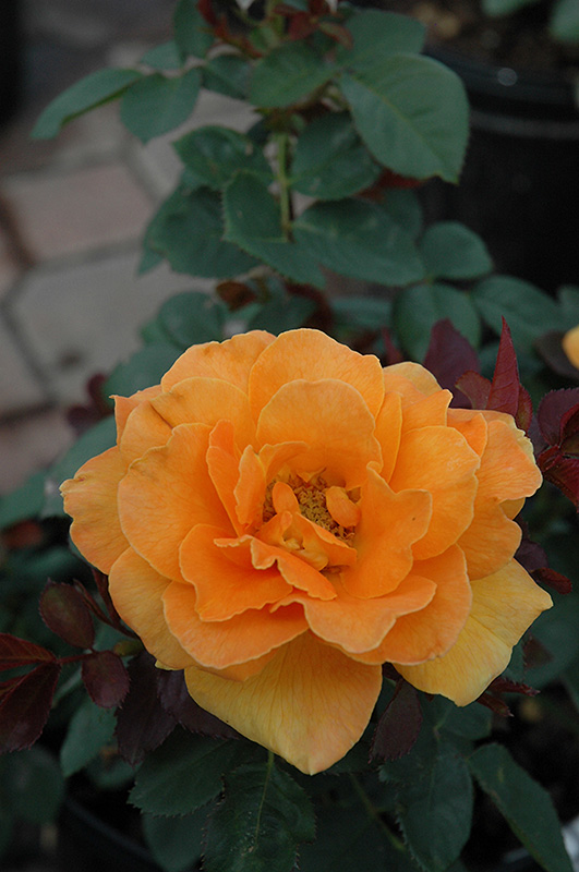 Vavoom Rose (Rosa 'Vavoom') at Dammann's Garden Company
