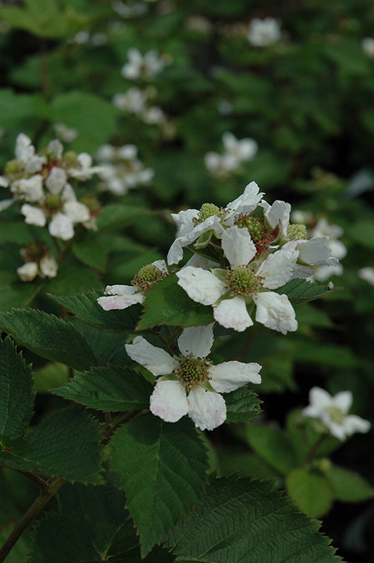 Triple Crown Blackberry (Rubus allegheniensis 'Triple Crown') at Dammann's Garden Company