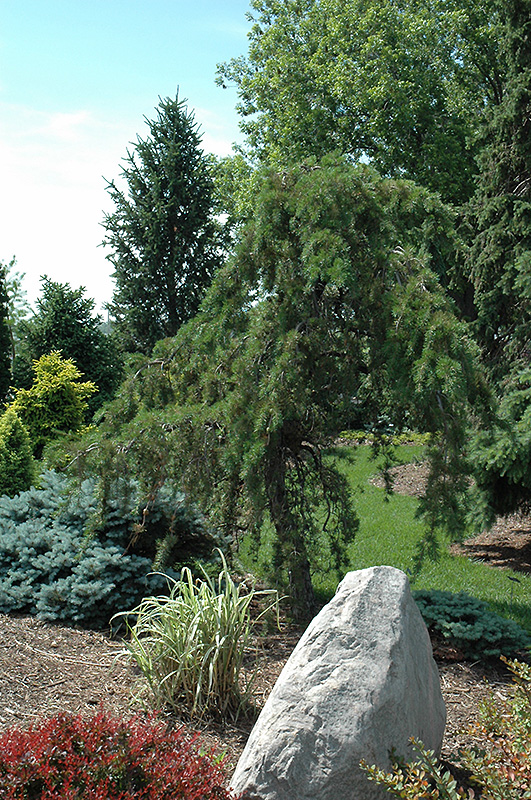 Uncle Fogy Jack Pine (Pinus banksiana 'Uncle Fogy') at Dammann's Garden Company