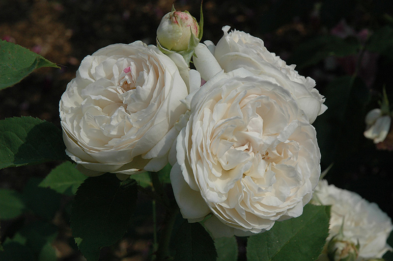 Winchester Cathedral Rose (Rosa 'Winchester Cathedral') at Dammann's Garden Company