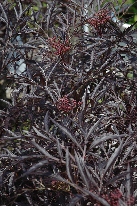 Black Lace Elder (Sambucus nigra 'Eva') at Dammann's Garden Company