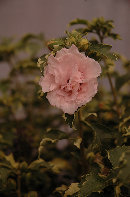 Sugar Tip Rose of Sharon (Hibiscus syriacus 'America Irene Scott') at Dammann's Garden Company