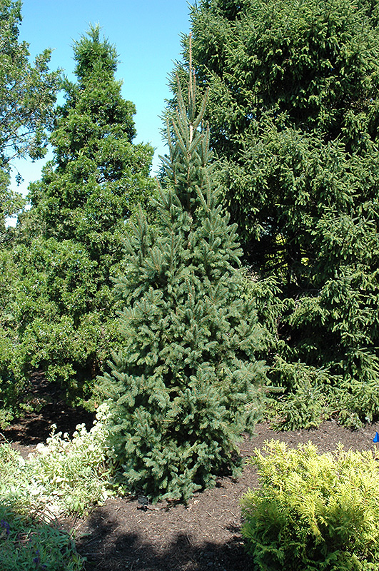Columnar Norway Spruce (Picea abies 'Cupressina') at Dammann's Garden Company
