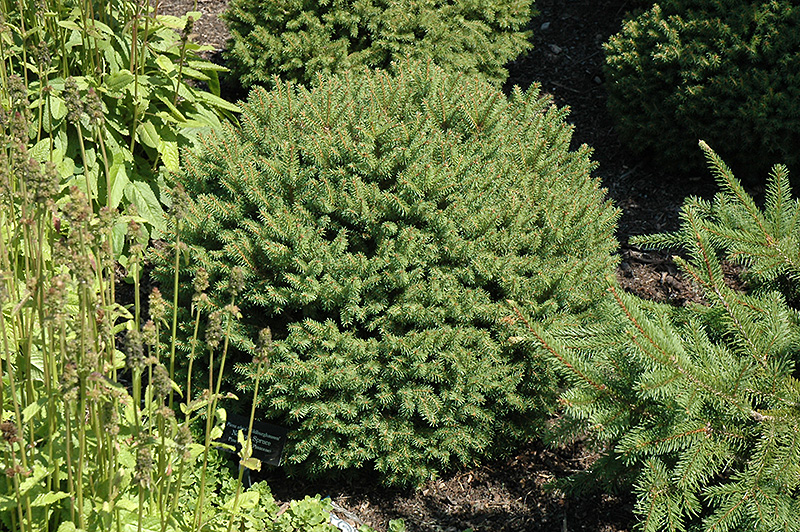Hildburghausen Norway Spruce (Picea abies 'Hildburghausen') at Dammann's Garden Company