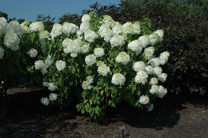 Phantom Hydrangea (Hydrangea paniculata 'Phantom') at Dammann's Garden Company