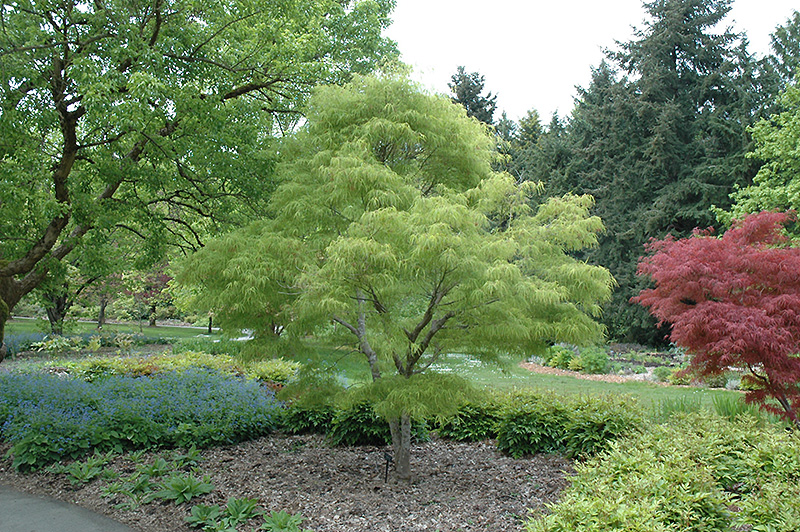 Koto No Ito Japanese Maple (Acer palmatum 'Koto No Ito') at Dammann's Garden Company