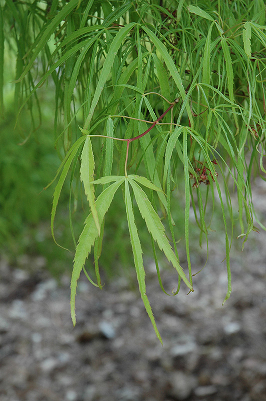 Koto No Ito Japanese Maple (Acer palmatum 'Koto No Ito') at Dammann's Garden Company