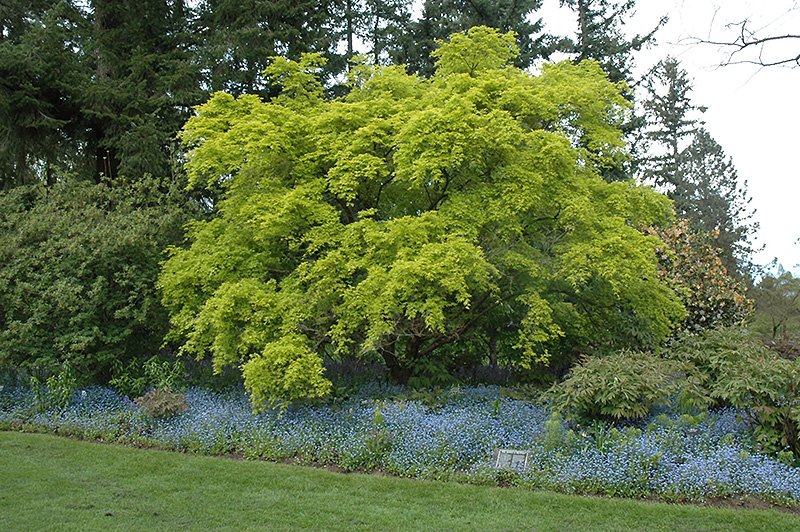 Aureum Japanese Maple (Acer palmatum 'Aureum') at Dammann's Garden Company