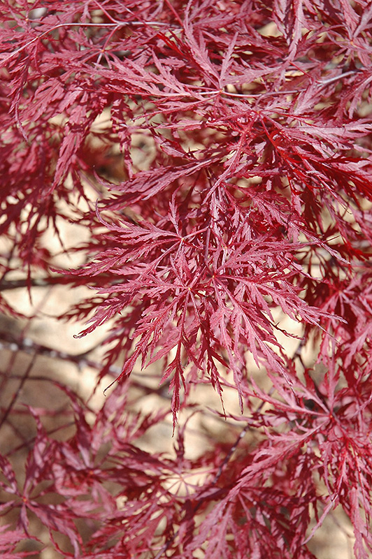 Red Dragon Japanese Maple (Acer palmatum 'Red Dragon') at Dammann's Garden Company