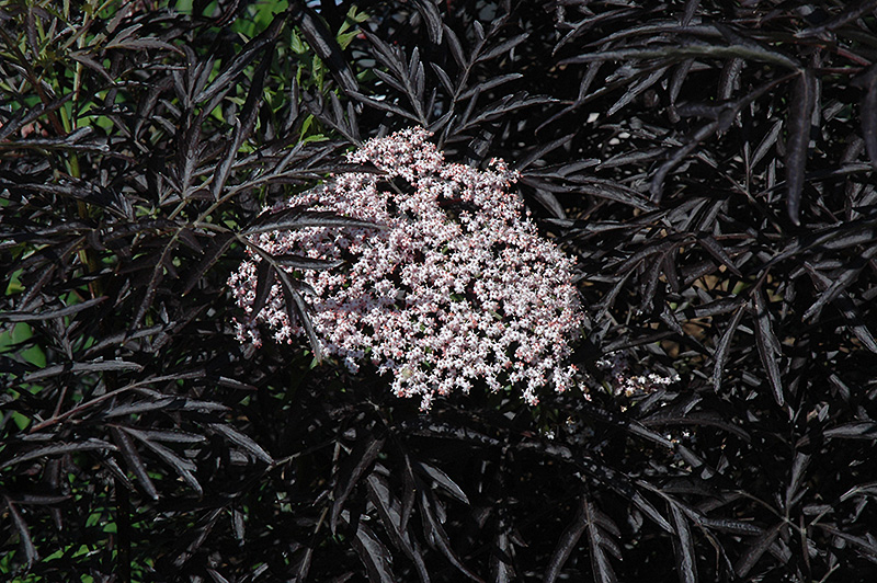 Black Lace Elder (Sambucus nigra 'Eva') at Dammann's Garden Company