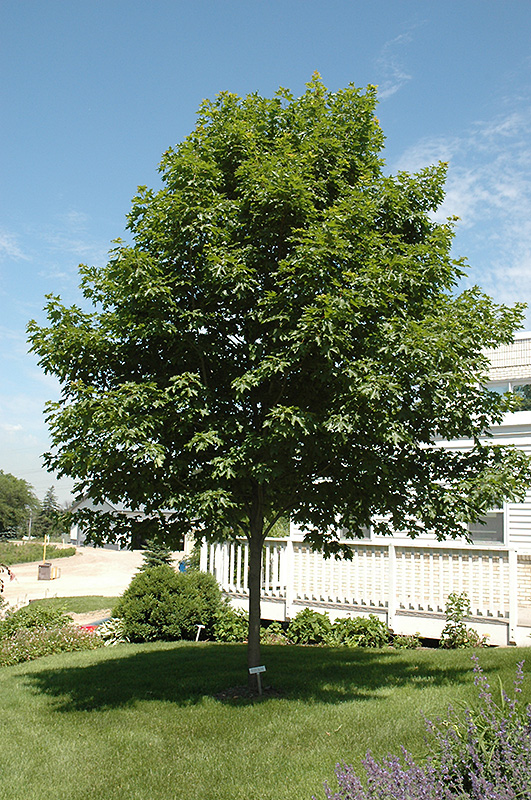Fall Fiesta Sugar Maple (Acer saccharum 'Bailsta') at Dammann's Garden Company