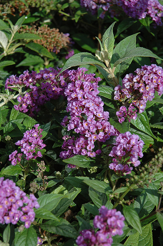 Lo & Behold Purple Haze Butterfly Bush (Buddleia 'Purple Haze') at Dammann's Garden Company