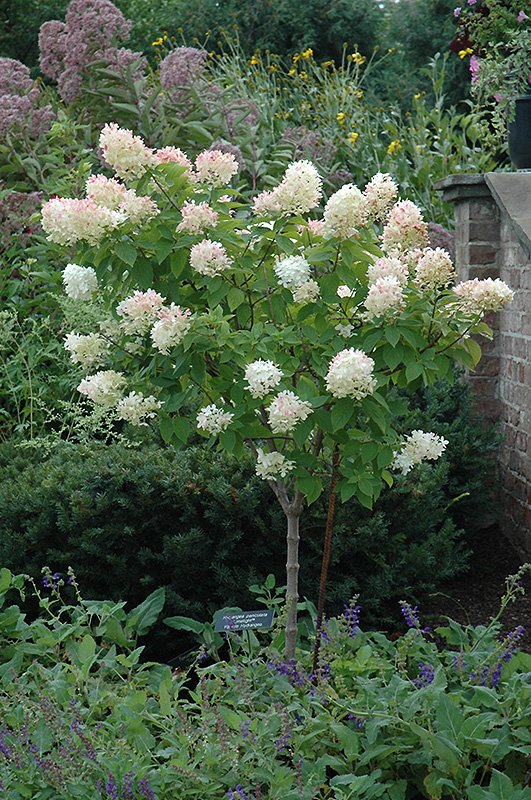 Limelight Hydrangea (tree form) (Hydrangea paniculata 'Limelight (tree form)') at Dammann's Garden Company