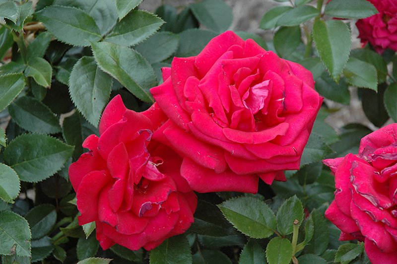 Lasting Love Rose (Rosa 'Lasting Love') at Dammann's Garden Company