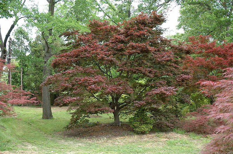 Ribbon-leaf Japanese Maple (Acer palmatum 'Atrolineare') at Dammann's Garden Company
