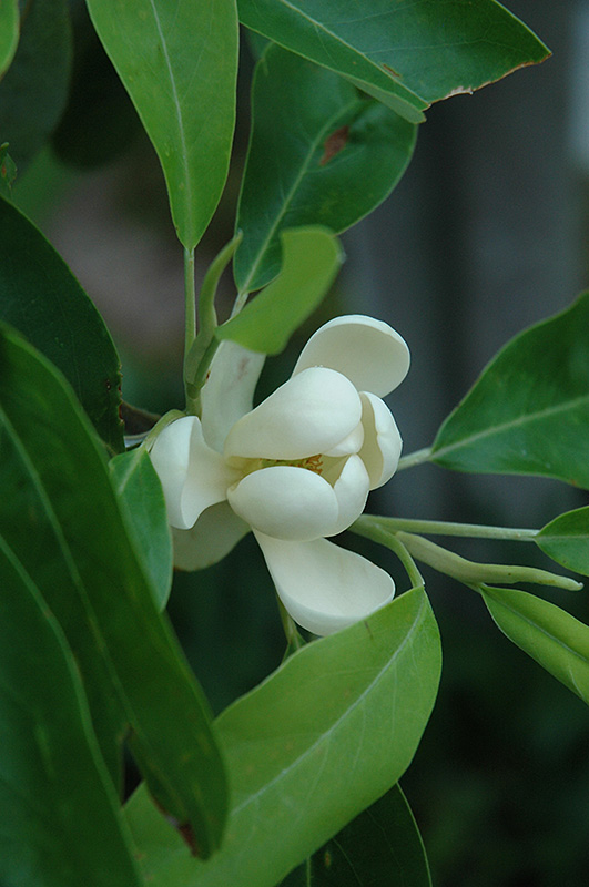 Sweetbay Magnolia (Magnolia virginiana) at Dammann's Garden Company