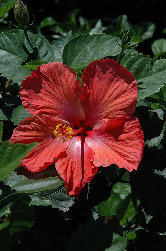 Double Red Hibiscus (Hibiscus rosa-sinensis 'Double Red') at Dammann's Garden Company