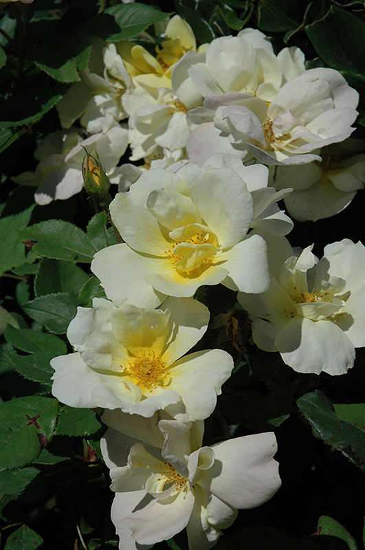 Sunny Knock Out Rose (Rosa 'Radsunny') at Dammann's Garden Company
