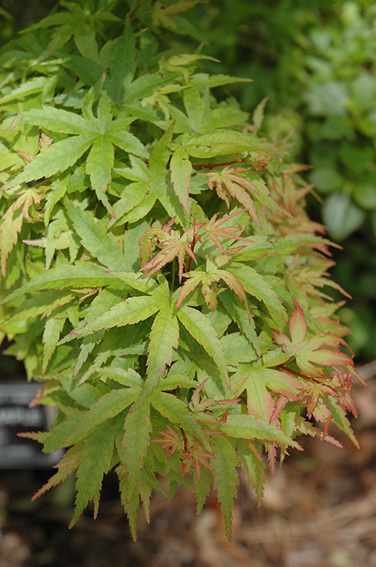 Sharp's Pygmy Japanese Maple (Acer palmatum 'Sharp's Pygmy') at Dammann's Garden Company