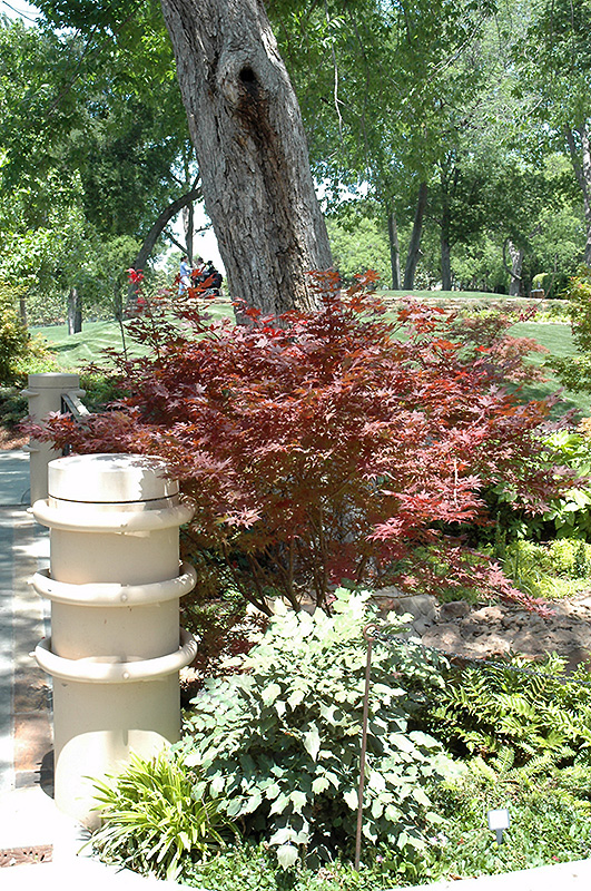 Purple Ghost Japanese Maple (Acer palmatum 'Purple Ghost') at Dammann's Garden Company