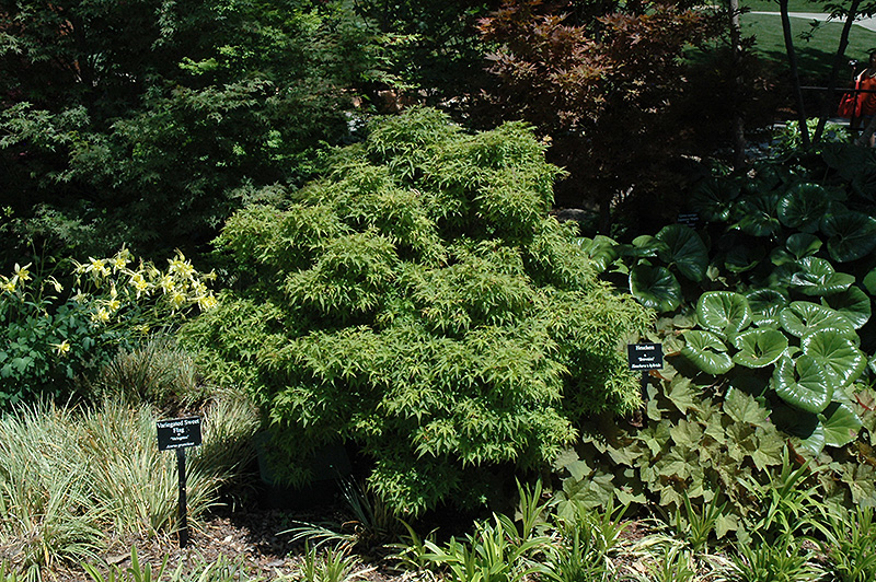 Sharp's Pygmy Japanese Maple (Acer palmatum 'Sharp's Pygmy') at Dammann's Garden Company