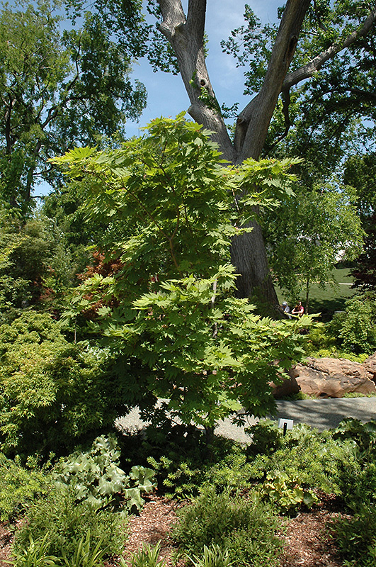 Rising Sun Fullmoon Maple (Acer japonicum 'Rising Sun') at Dammann's Garden Company