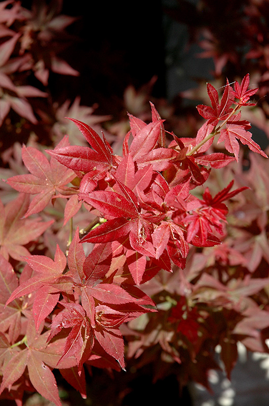 Ruby Stars Japanese Maple (Acer palmatum 'Ruby Stars') at Dammann's Garden Company