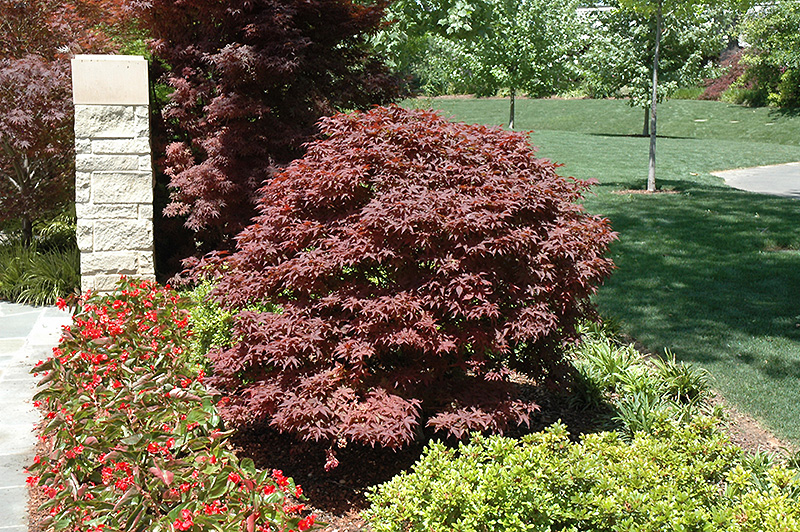 Rhode Island Red Japanese Maple (Acer palmatum 'Rhode Island Red') at Dammann's Garden Company