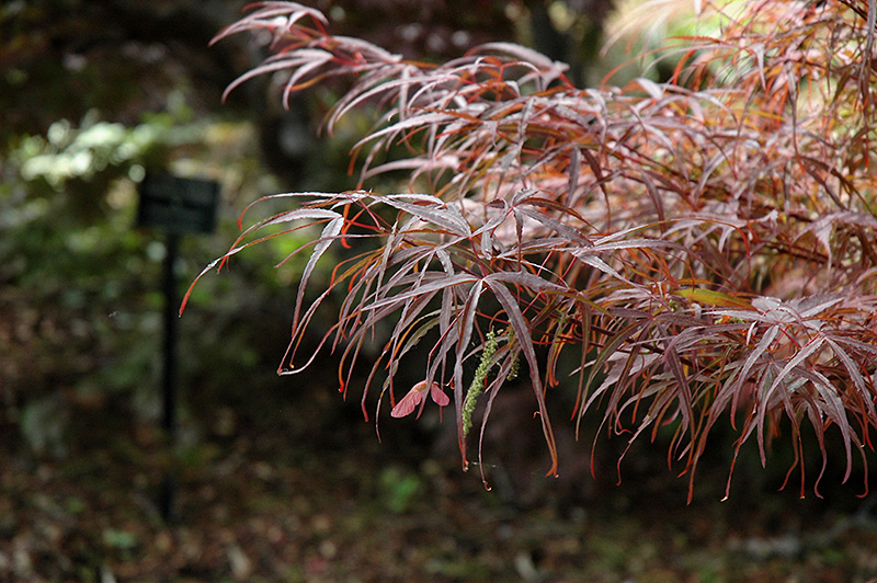 Hubb's Red Willow Japanese Maple (Acer palmatum 'Hubb's Red Willow') at Dammann's Garden Company
