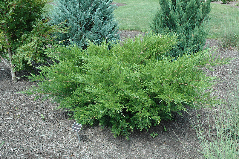 Sea Green Juniper (Juniperus chinensis 'Sea Green') at Dammann's Garden Company