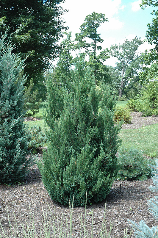 Blue Point Juniper (Juniperus chinensis 'Blue Point') at Dammann's Garden Company