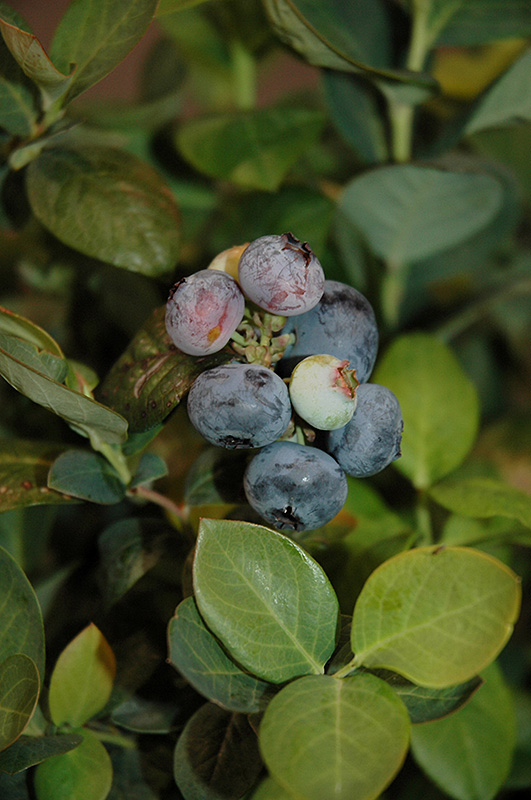 Peach Sorbet Blueberry (Vaccinium 'ZF06-043') at Dammann's Garden Company