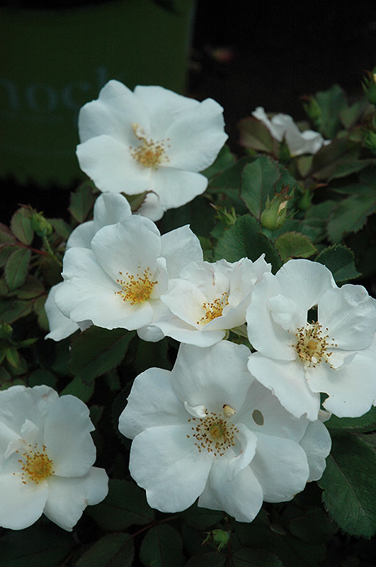 White Knock Out Rose (Rosa 'Radwhite') at Dammann's Garden Company