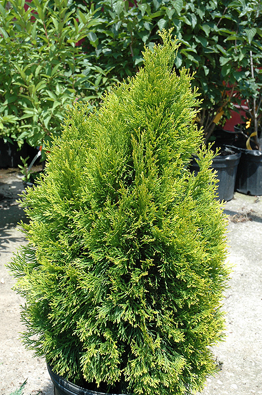 Highlights Arborvitae (Thuja occidentalis 'Janed Gold') at Dammann's Garden Company