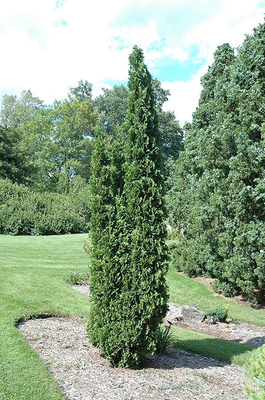 Degroot's Spire Arborvitae (Thuja occidentalis 'Degroot's Spire') at Dammann's Garden Company