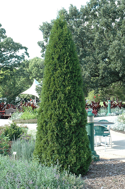 Emerald Green Arborvitae (Thuja occidentalis 'Smaragd') at Dammann's Garden Company
