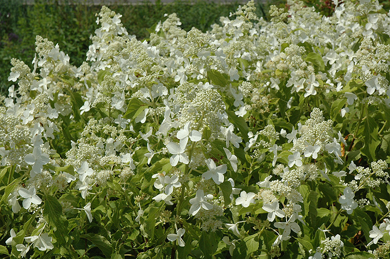 Honeycomb Hydrangea (Hydrangea paniculata 'Levana') at Dammann's Garden Company