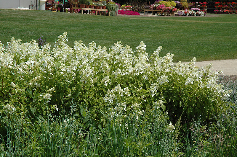 Honeycomb Hydrangea (Hydrangea paniculata 'Levana') at Dammann's Garden Company