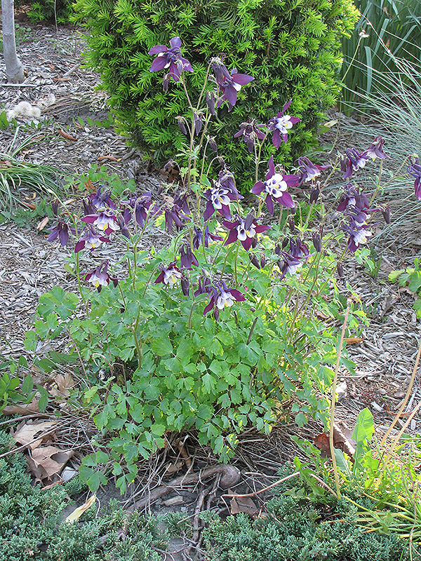 Winky Purple and White Columbine (Aquilegia 'Winky Purple and White') at Dammann's Garden Company