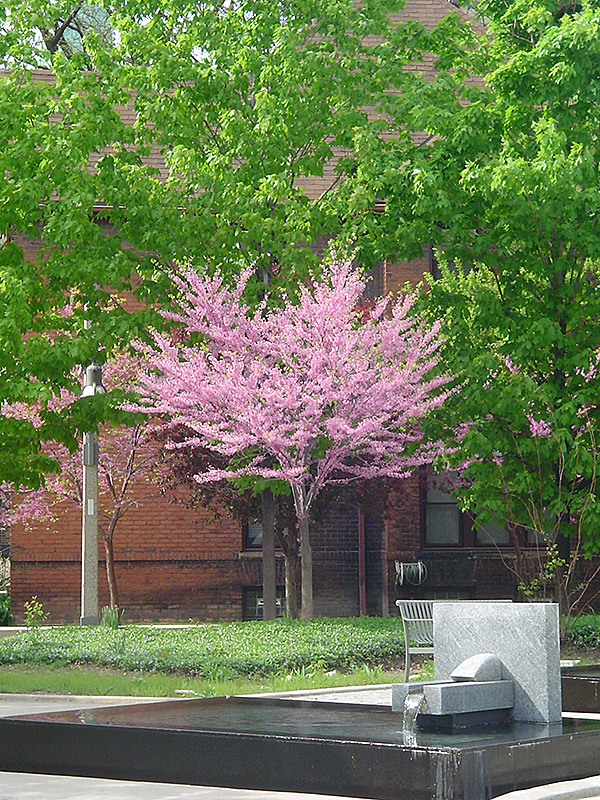 Eastern Redbud (tree form) (Cercis canadensis '(tree form)') at Dammann's Garden Company