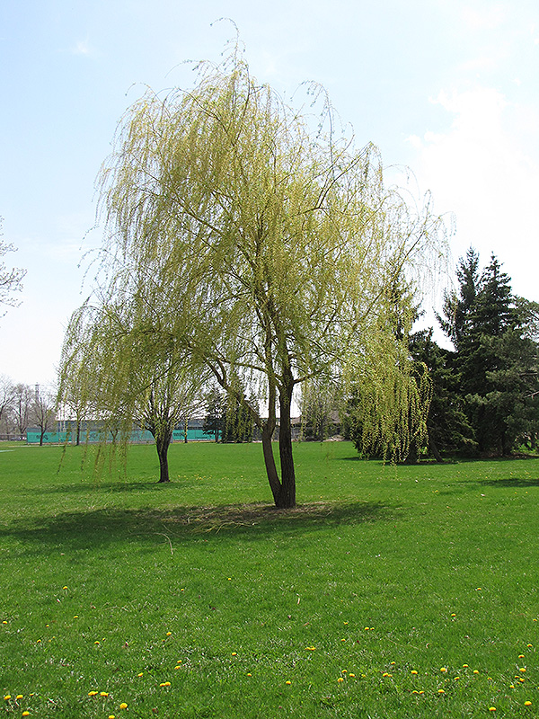 Annularis Babylon Weeping Willow (Salix babylonica 'Annularis') at Dammann's Garden Company