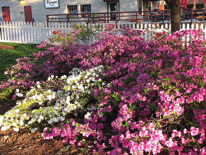 Purple Splendor Azalea (Rhododendron 'Purple Splendor') at Dammann's Garden Company