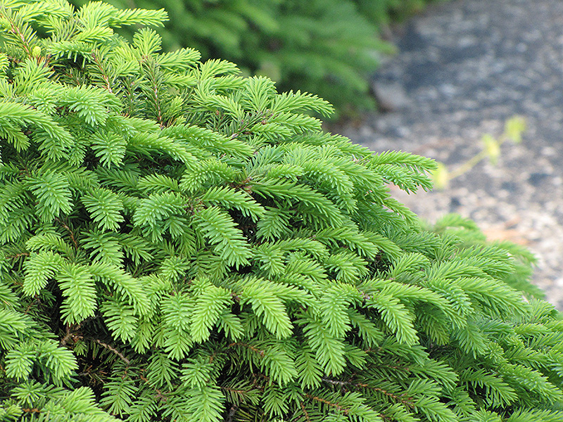 Birds Nest Spruce (Picea abies 'Nidiformis') at Dammann's Garden Company