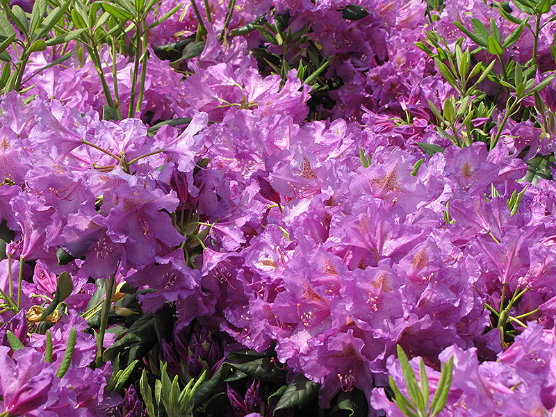 Lee's Dark Purple Rhododendron (Rhododendron catawbiense 'Lee's Dark Purple') at Dammann's Garden Company