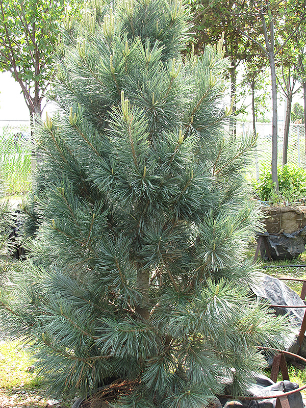 Vanderwolf's Pyramid Pine (Pinus flexilis 'Vanderwolf's Pyramid') at Dammann's Garden Company