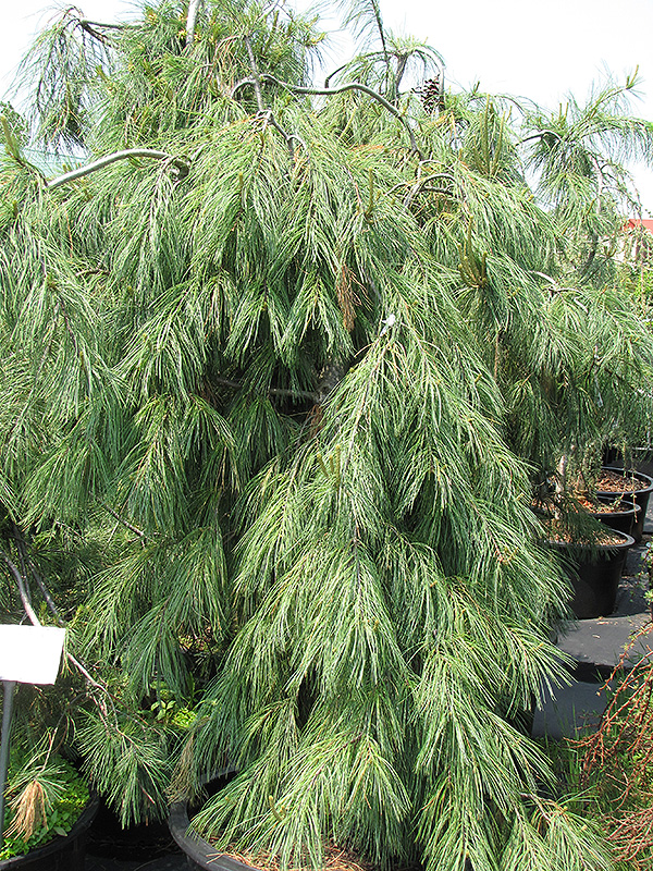Weeping White Pine (Pinus strobus 'Pendula') at Dammann's Garden Company