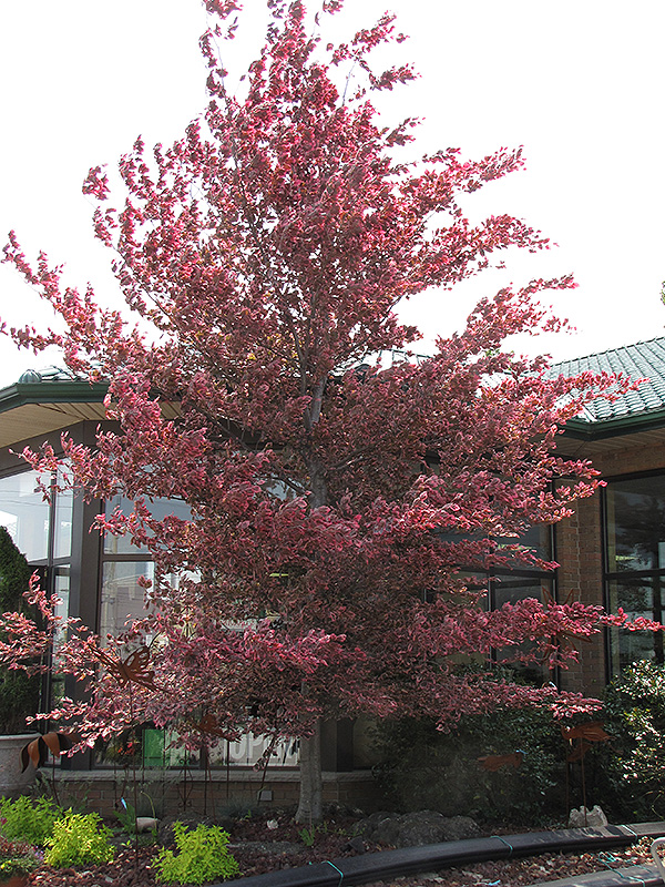 Tricolor Beech (Fagus sylvatica 'Roseomarginata') at Dammann's Garden Company