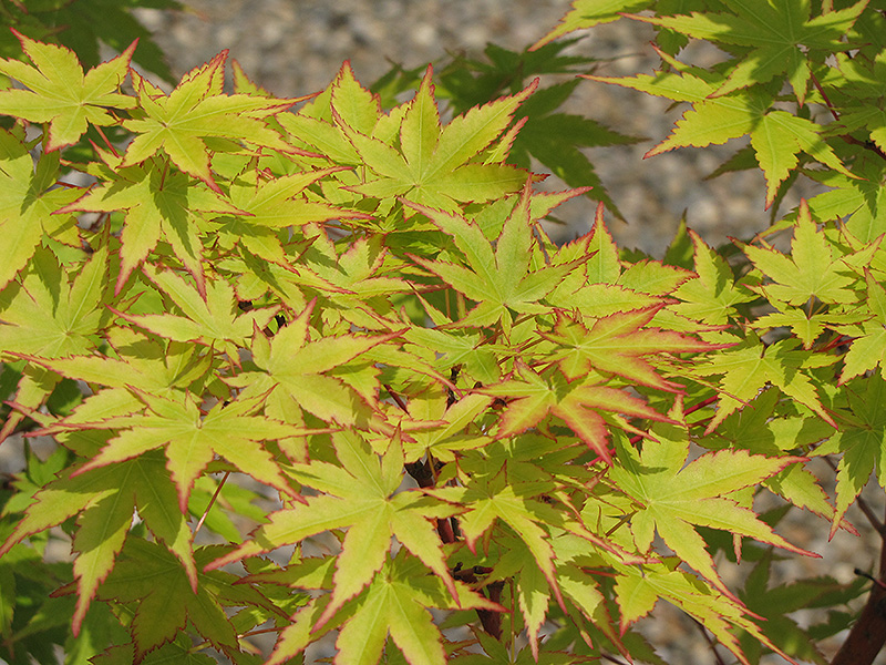 Coral Bark Japanese Maple (Acer palmatum 'Sango Kaku') at Dammann's Garden Company